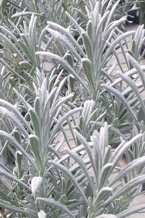  Sensational Lavender - 1 Gallon Pot