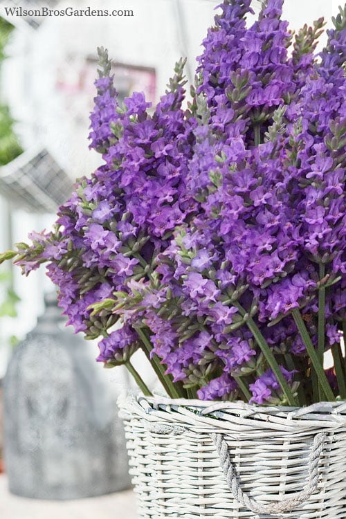  Sensational Lavender - 1 Gallon Pot