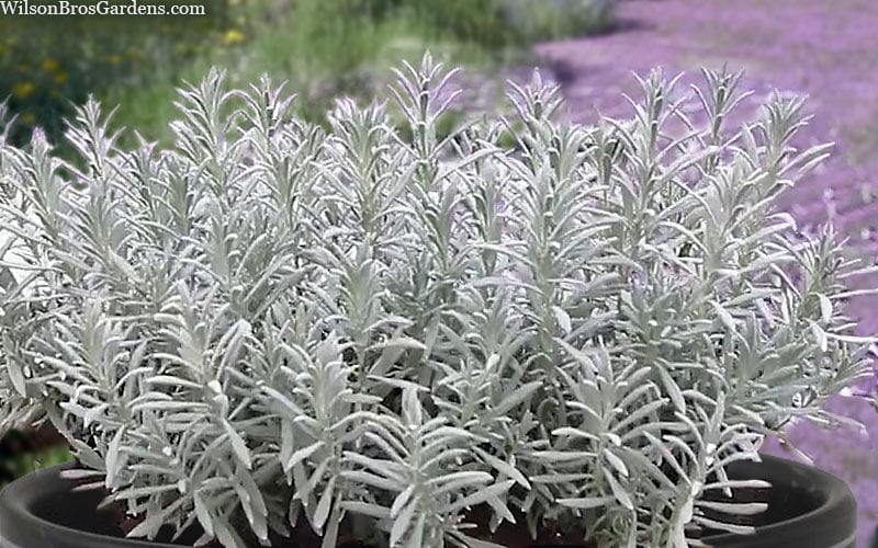  Sensational Lavender - 1 Gallon Pot