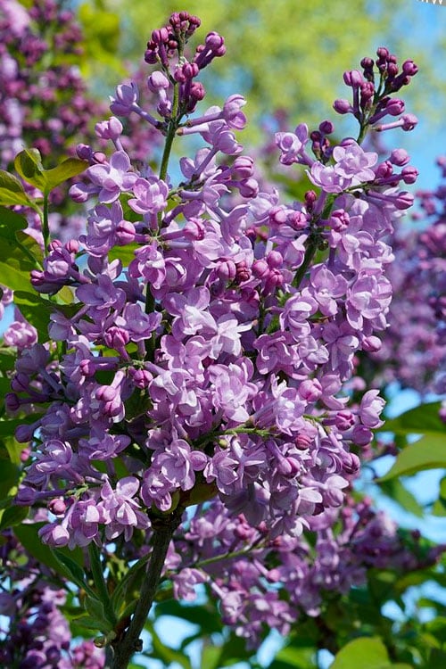  Scentara Double Blue Lilac - 3 Gallon Pot