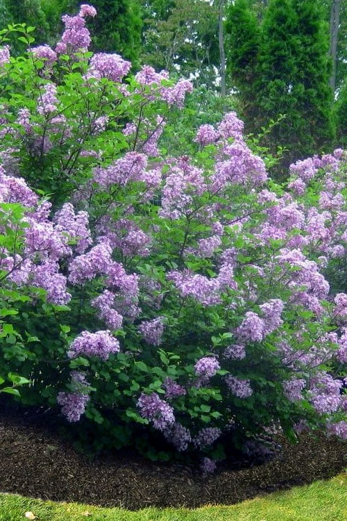  Scentara Double Blue Lilac - 3 Gallon Pot