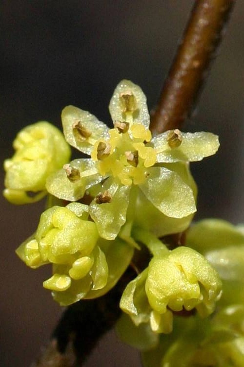  Spicebush (Lindera Benzoin) - 3 Gallon Pot