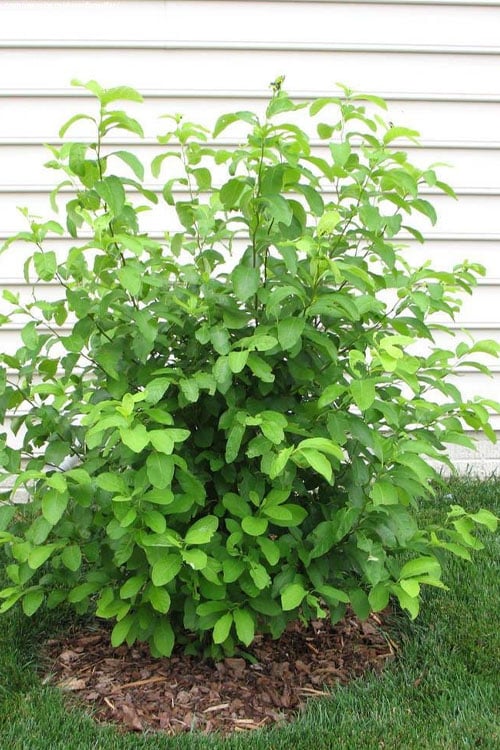  Spicebush (Lindera Benzoin) - 3 Gallon Pot