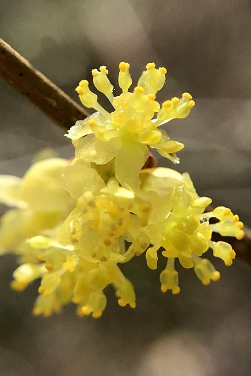  Spicebush (Lindera Benzoin) - 3 Gallon Pot