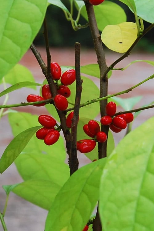  Spicebush (Lindera Benzoin) - 3 Gallon Pot