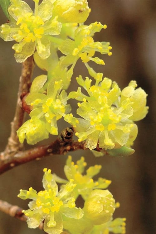  Spicebush (Lindera Benzoin) - 3 Gallon Pot