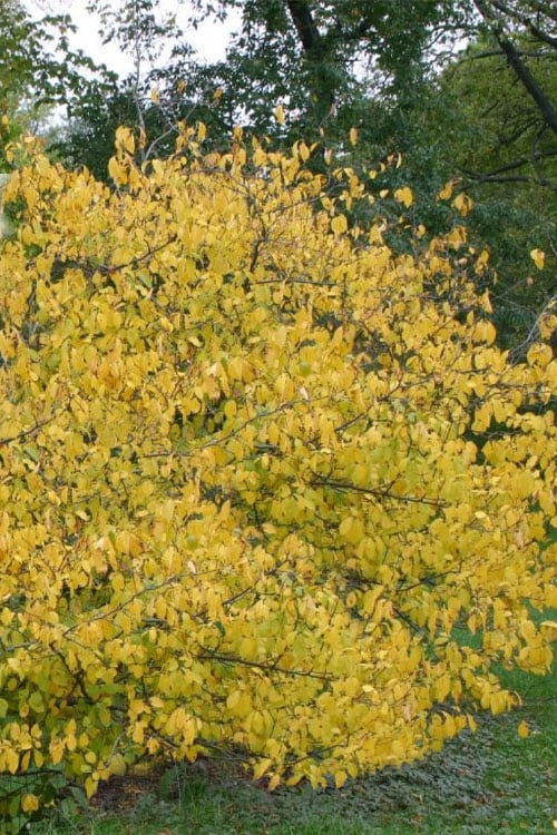  Spicebush (Lindera Benzoin) - 3 Gallon Pot