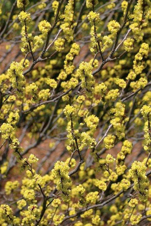  Spicebush (Lindera Benzoin) - 3 Gallon Pot