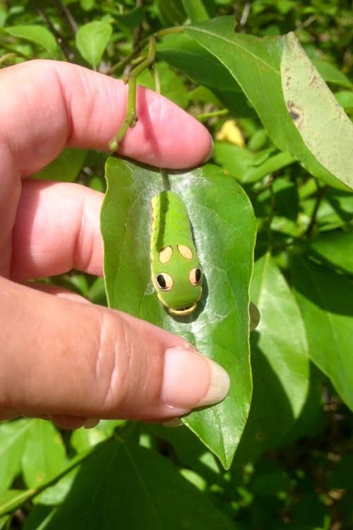  Spicebush (Lindera Benzoin) - 3 Gallon Pot