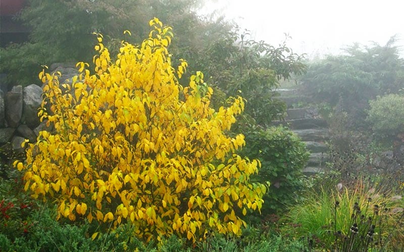  Spicebush (Lindera Benzoin) - 3 Gallon Pot