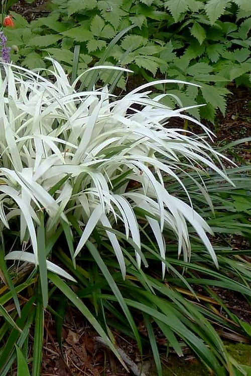  Okina Liriope (Frosted Monkey Grass) - 1 Gallon Pot