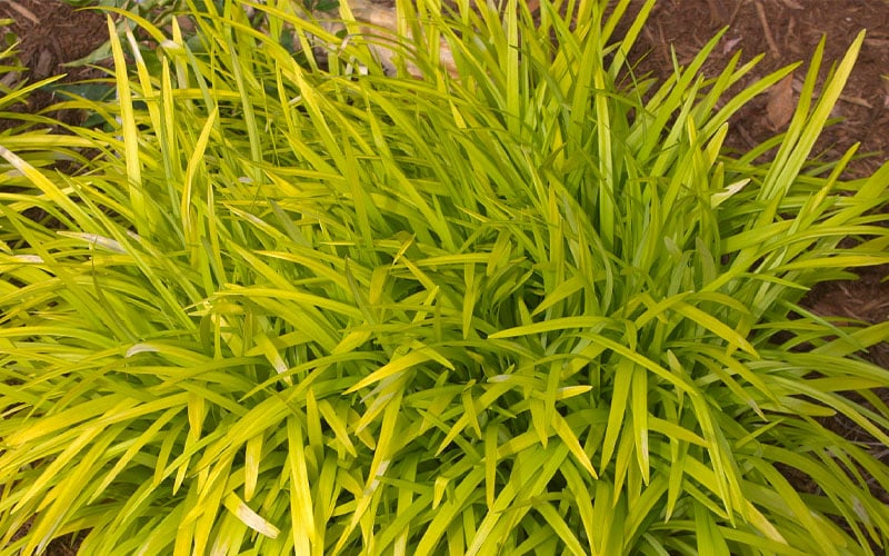  Gold Ingot Liriope (Golden Lilyturf) - 6 Pack Of 1 Gallon Pots