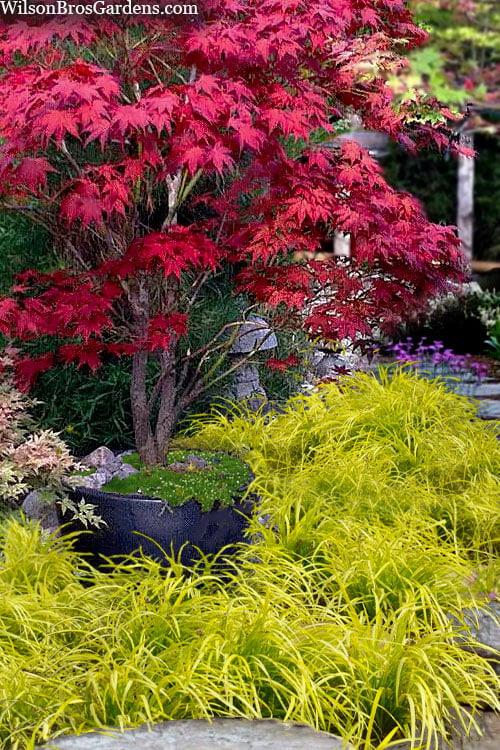  Gold Ingot Liriope (Golden Lilyturf) - 6 Pack Of 1 Gallon Pots