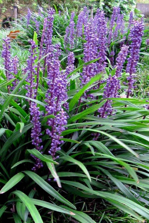  Royal Purple Liriope - Lilyturf - 18 Count Flats Of Pint Pots