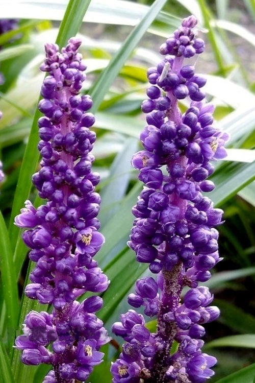  Royal Purple Liriope - Lilyturf - 18 Count Flats Of Pint Pots