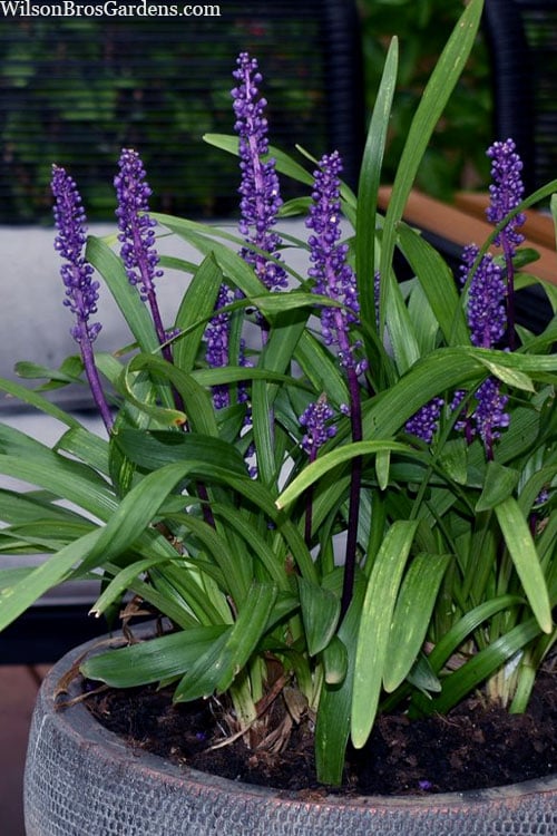  Royal Purple Liriope - Lilyturf - 18 Count Flats Of Pint Pots