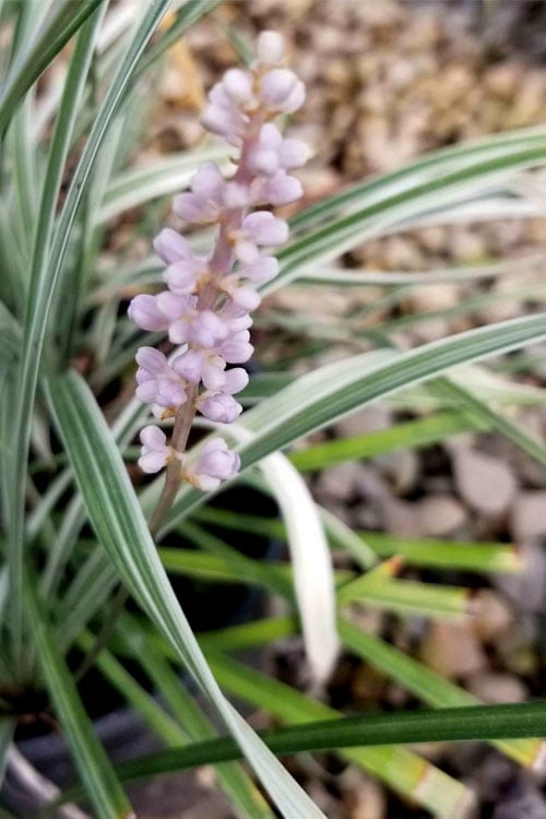  Silver Dragon Liriope - Lilyturf - 6 Pack Of Pint Pots