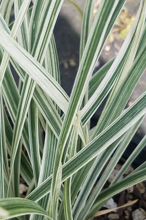  Silver Dragon Liriope - Lilyturf - 6 Pack Of Pint Pots