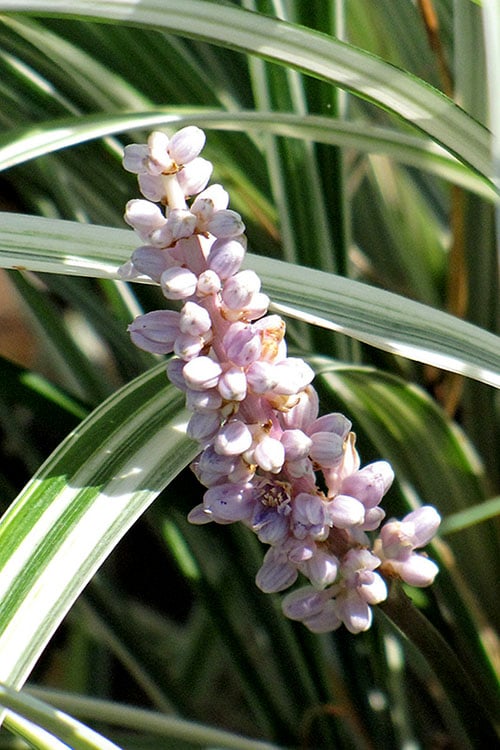  Silver Dragon Liriope - Lilyturf - 6 Pack Of Pint Pots