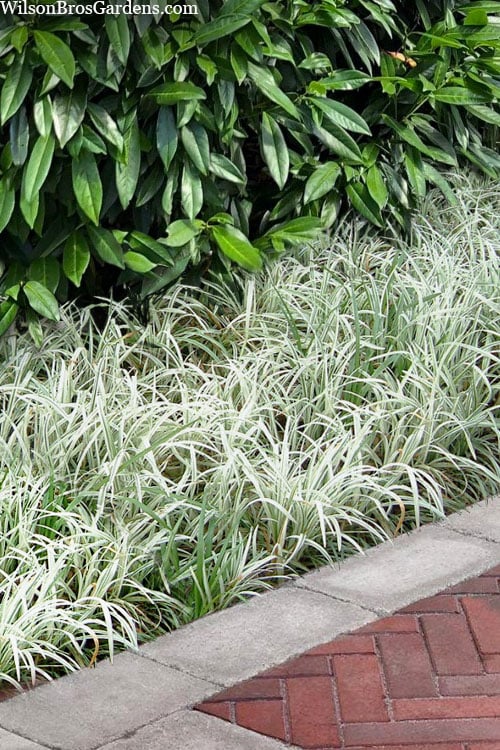  Silver Dragon Liriope - Lilyturf - 6 Pack Of Pint Pots