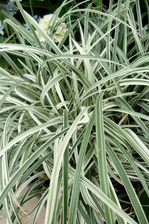 Silver Dragon Liriope - Lilyturf - 6 Pack Of Pint Pots