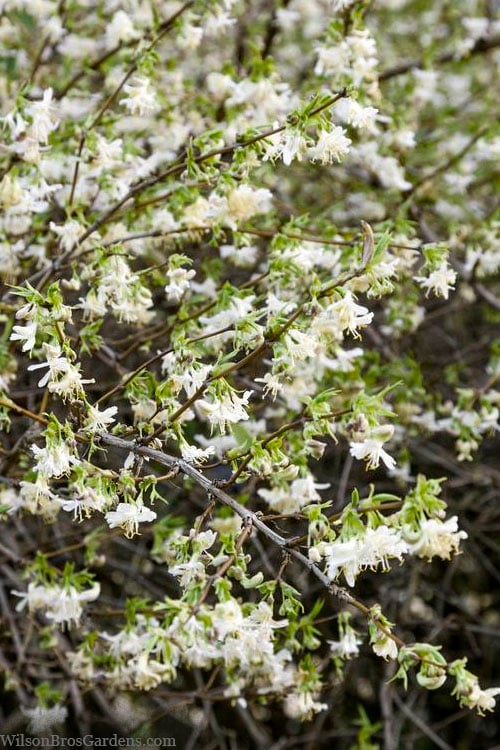  Fragrant Winter Honeysuckle Bush (Lonicera Fragrantissima) - 3 Gallon Pot