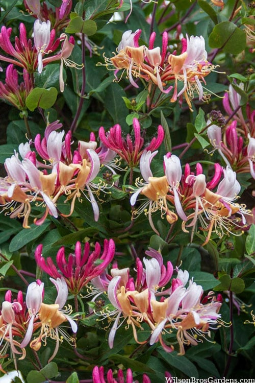  Serotina Fragrant Honeysuckle Vine - 1 Gallon Pot