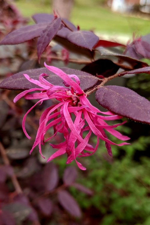  Zhuzhou Loropetalum (Chinese Fringeflower) - 7 Gallon Pot