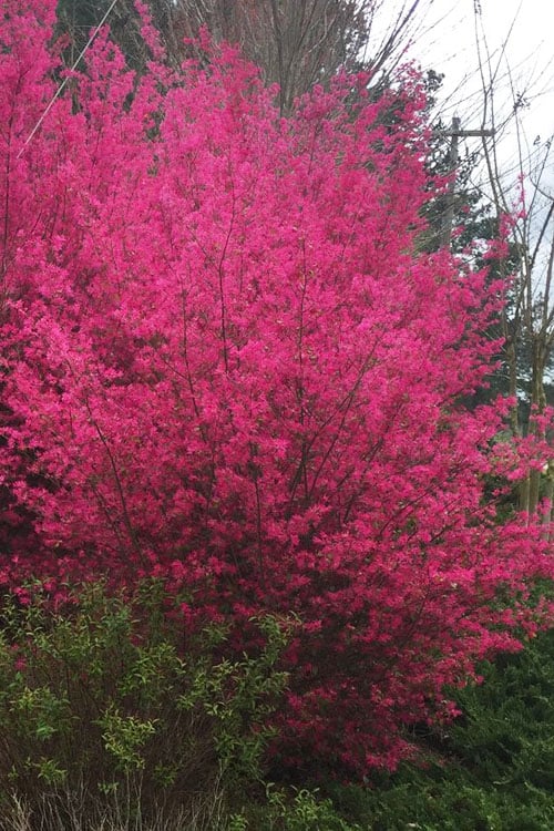  Zhuzhou Loropetalum (Chinese Fringeflower) - 3 Gallon Pot
