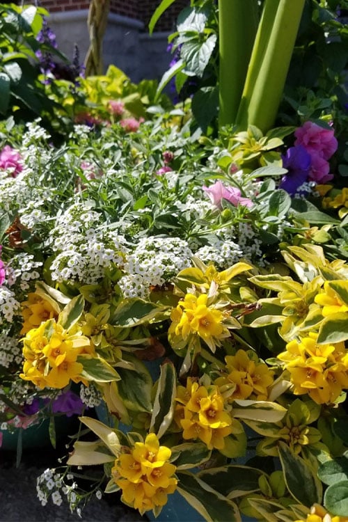  Waikiki Sunset Lysimachia - 5 Pack Of Quart Pots
