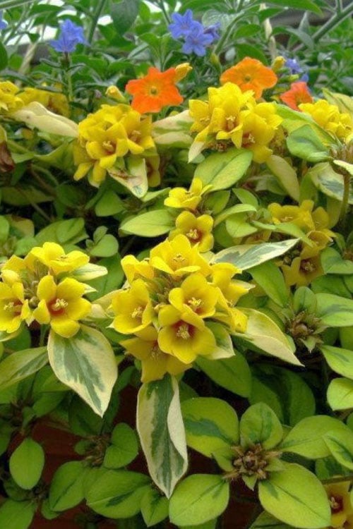  Waikiki Sunset Lysimachia - 5 Pack Of Quart Pots