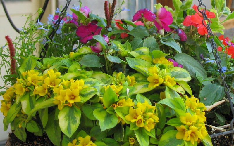  Waikiki Sunset Lysimachia - 5 Pack Of Quart Pots