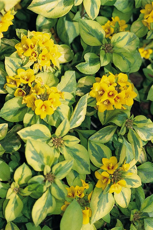  Waikiki Sunset Lysimachia - 5 Pack Of Quart Pots