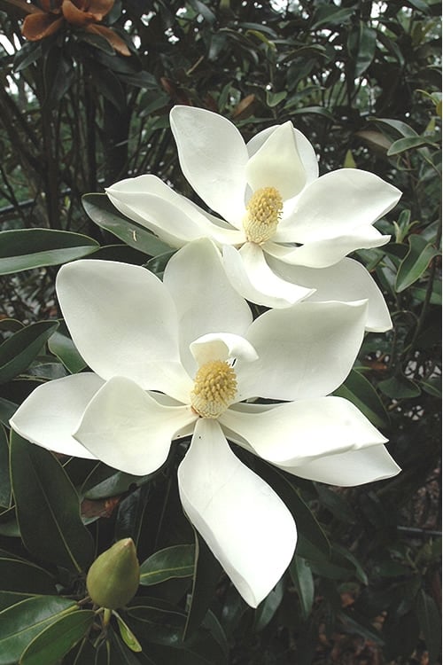  Alta Southern Magnolia - 7 Gallon Pot (3-4') 