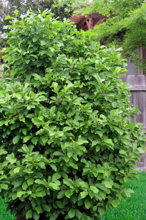  Genie Magnolia Tulip Tree - 7 Gallon Pot (6-7') 
