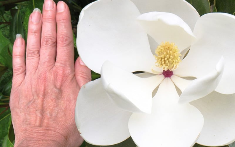  Edith Bogue Cold Hardy Evergreen Magnolia - 5 Gallon Pot 