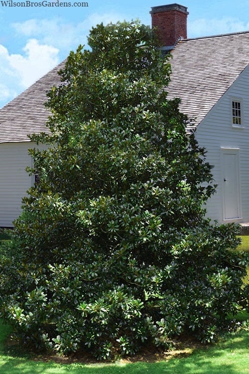  Edith Bogue Cold Hardy Evergreen Magnolia - 5 Gallon Pot 