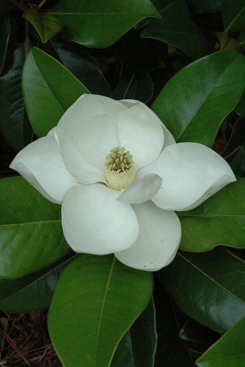  Edith Bogue Cold Hardy Evergreen Magnolia - 5 Gallon Pot 