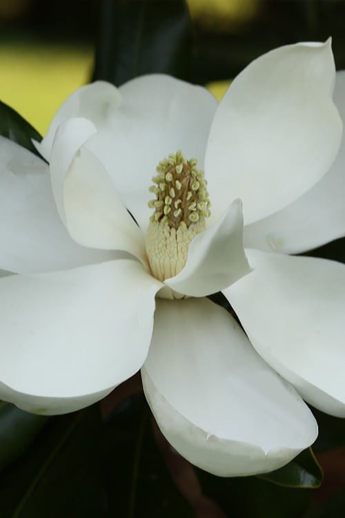  Edith Bogue Cold Hardy Evergreen Magnolia - 5 Gallon Pot 