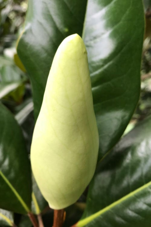  Edith Bogue Cold Hardy Evergreen Magnolia - 5 Gallon Pot 