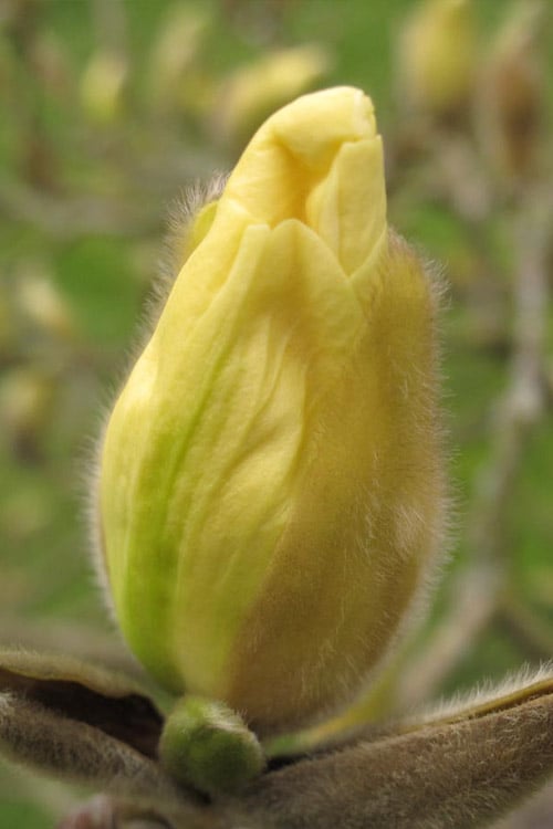  Elizabeth Magnolia (Tulip Tree) - 5 Gallon Pot