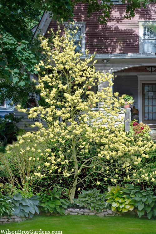  Elizabeth Magnolia (Tulip Tree) - 5 Gallon Pot