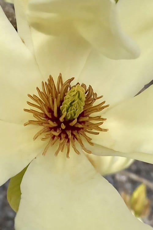  Elizabeth Magnolia (Tulip Tree) - 5 Gallon Pot