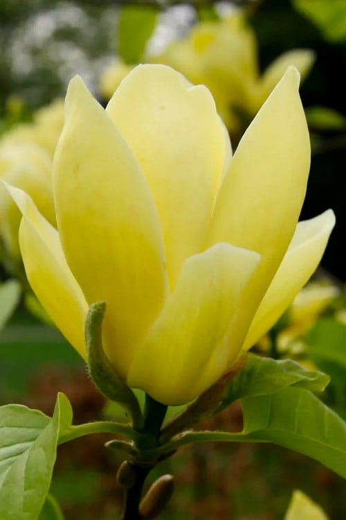  Lois Yellow Magnolia (Tulip Tree) - 7 Gallon Pot (5-6')