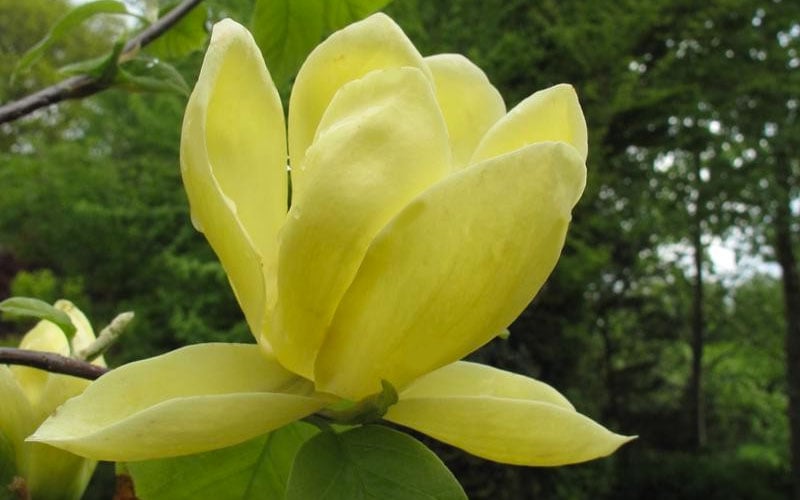  Lois Yellow Magnolia (Tulip Tree) - 7 Gallon Pot (5-6')