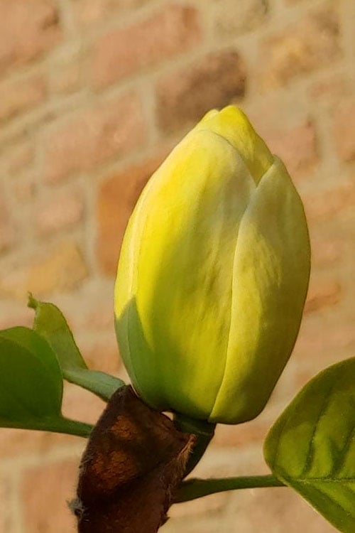  Lois Yellow Magnolia (Tulip Tree) - 7 Gallon Pot (5-6')