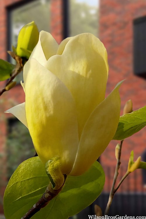  Lois Yellow Magnolia (Tulip Tree) - 7 Gallon Pot (5-6')