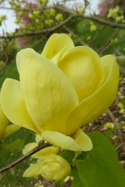  Lois Yellow Magnolia (Tulip Tree) - 7 Gallon Pot (5-6')