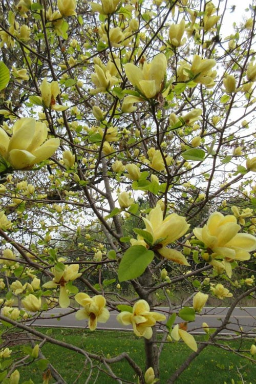  Lois Yellow Magnolia (Tulip Tree) - 7 Gallon Pot (5-6')