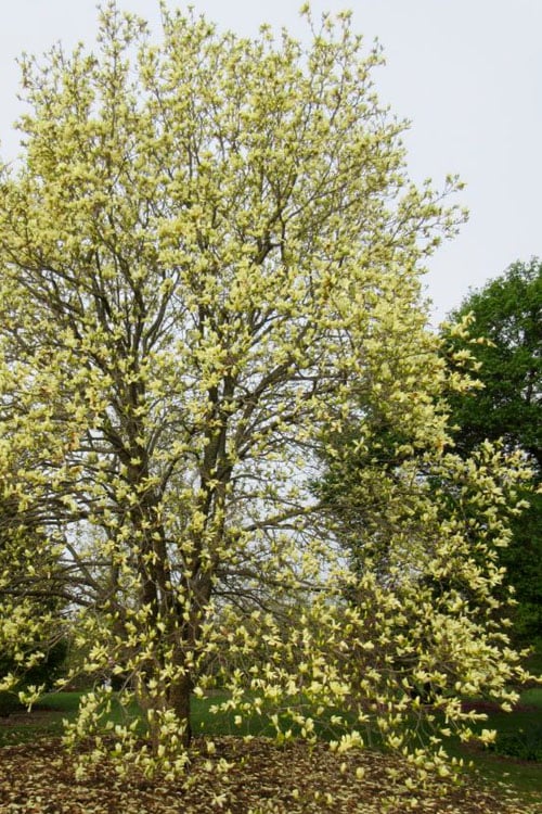  Lois Yellow Magnolia (Tulip Tree) - 7 Gallon Pot (5-6')
